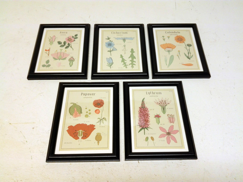 cuadro lamina botanica naturaleza ikea 22.5x17.5x2 1u